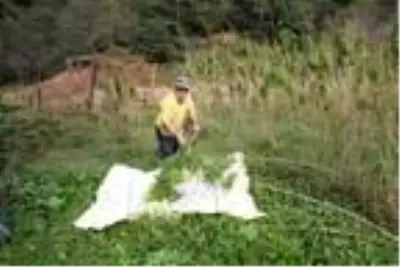 Rize'de, 60 yıl sonra üretilen kenevir hasat ediliyor Rize'de, 60 yıl sonra üretilen kenevir hasat ediliyor