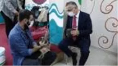 Rize'de, 60 yıl sonra üretilen kenevir hasat ediliyor Rize'de, 60 yıl sonra üretilen kenevir hasat ediliyor