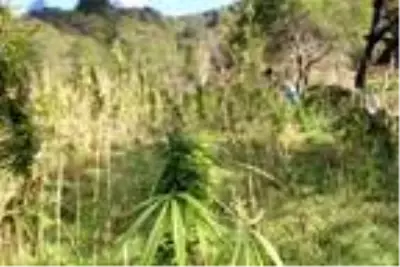 Rize'de, 60 yıl sonra üretilen kenevir hasat ediliyor Rize'de, 60 yıl sonra üretilen kenevir hasat ediliyor