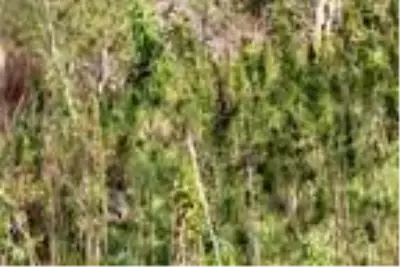Rize'de, 60 yıl sonra üretilen kenevir hasat ediliyor Rize'de, 60 yıl sonra üretilen kenevir hasat ediliyor