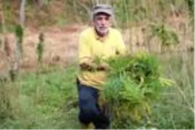 Rize'de, 60 yıl sonra üretilen kenevir hasat ediliyor Rize'de, 60 yıl sonra üretilen kenevir hasat ediliyor