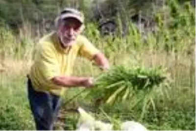 Rize'de, 60 yıl sonra üretilen kenevir hasat ediliyor Rize'de, 60 yıl sonra üretilen kenevir hasat ediliyor