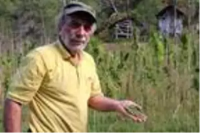 Rize'de, 60 yıl sonra üretilen kenevir hasat ediliyor Rize'de, 60 yıl sonra üretilen kenevir hasat ediliyor