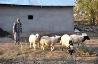 'Sarı Kız'ın sahibi Mehmet Emin Amca artık çok mutlu 'Sarı Kız'ın sahibi Mehmet Emin Amca artık çok mutlu