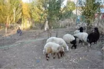 'Sarı Kız'ın sahibi Mehmet Emin Amca artık çok mutlu 'Sarı Kız'ın sahibi Mehmet Emin Amca artık çok mutlu