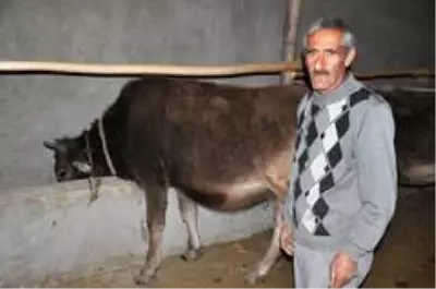 'Sarı Kız'ın sahibi Mehmet Emin Amca artık çok mutlu 'Sarı Kız'ın sahibi Mehmet Emin Amca artık çok mutlu