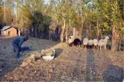 'Sarı Kız'ın sahibi Mehmet Emin Amca artık çok mutlu 'Sarı Kız'ın sahibi Mehmet Emin Amca artık çok mutlu