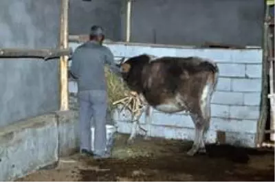 'Sarı Kız'ın sahibi Mehmet Emin Amca artık çok mutlu 'Sarı Kız'ın sahibi Mehmet Emin Amca artık çok mutlu