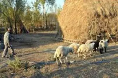 'Sarı Kız'ın sahibi Mehmet Emin Amca artık çok mutlu 'Sarı Kız'ın sahibi Mehmet Emin Amca artık çok mutlu