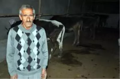 'Sarı Kız'ın sahibi Mehmet Emin Amca artık çok mutlu 'Sarı Kız'ın sahibi Mehmet Emin Amca artık çok mutlu