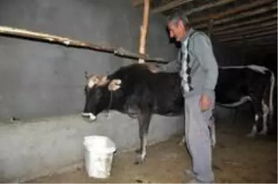 'Sarı Kız'ın sahibi Mehmet Emin Amca artık çok mutlu 'Sarı Kız'ın sahibi Mehmet Emin Amca artık çok mutlu