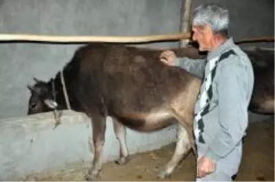 'Sarı Kız'ın sahibi Mehmet Emin Amca artık çok mutlu 'Sarı Kız'ın sahibi Mehmet Emin Amca artık çok mutlu