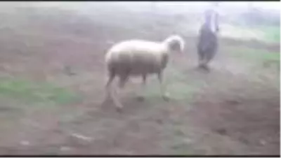 Telef olan koyunların ölümüyle ilgili inceleme başlatıldı - BURSA Telef olan koyunların ölümüyle ilgili inceleme başlatıldı - BURSA