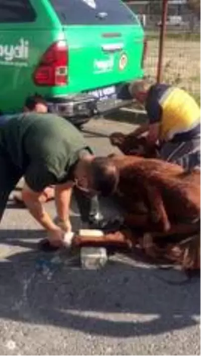 Terk edilen yaralı ata Esenyurt Belediyesi sahip çıktı Terk edilen yaralı ata Esenyurt Belediyesi sahip çıktı