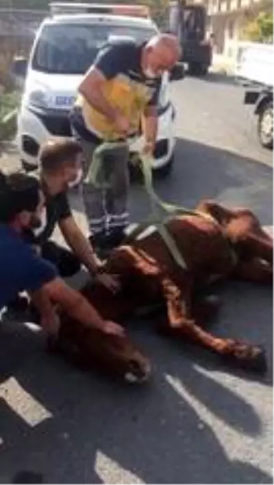 Terk edilen yaralı ata Esenyurt Belediyesi sahip çıktı Terk edilen yaralı ata Esenyurt Belediyesi sahip çıktı