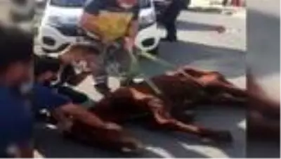 Terk edilen yaralı ata Esenyurt Belediyesi sahip çıktı Terk edilen yaralı ata Esenyurt Belediyesi sahip çıktı