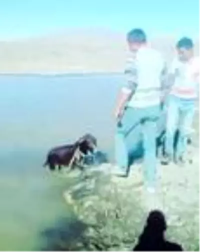 Yavru eşeği bağlayıp göle attılar Yavru eşeği bağlayıp göle attılar
