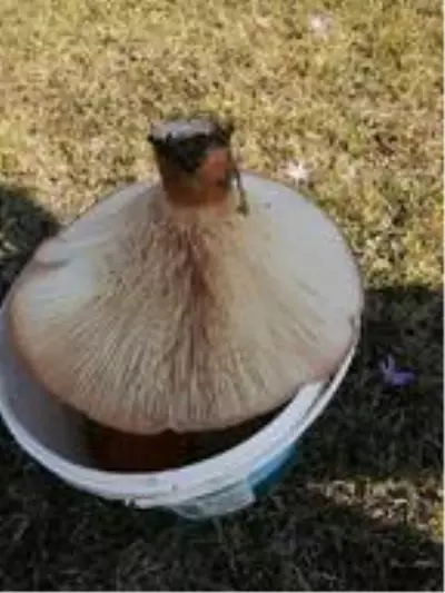 Yaylada 620 gramlık mantar buldu Yaylada 620 gramlık mantar buldu