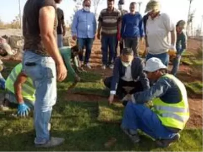 Yeşilyurt Belediyesi tarımsal üretim ve ar-ge sahasında 15 bin metrekare rulo çim üretildi Yeşilyurt Belediyesi tarımsal üretim ve ar-ge sahasında 15 bin metrekare rulo çim üretildi