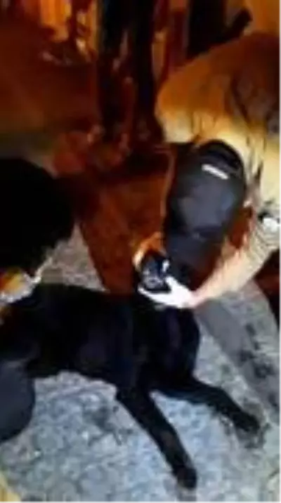 - Zehirlenen köpek için bekçiler seferber oldu - Zehirlenen köpek için bekçiler seferber oldu