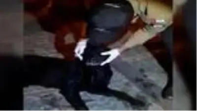 - Zehirlenen köpek için bekçiler seferber oldu - Zehirlenen köpek için bekçiler seferber oldu