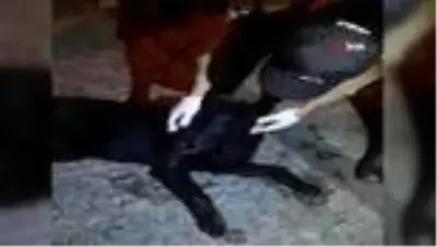 - Zehirlenen köpek için bekçiler seferber oldu - Zehirlenen köpek için bekçiler seferber oldu