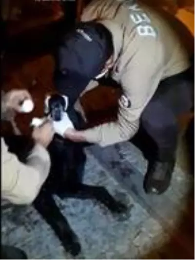 - Zehirlenen köpek için bekçiler seferber oldu - Zehirlenen köpek için bekçiler seferber oldu