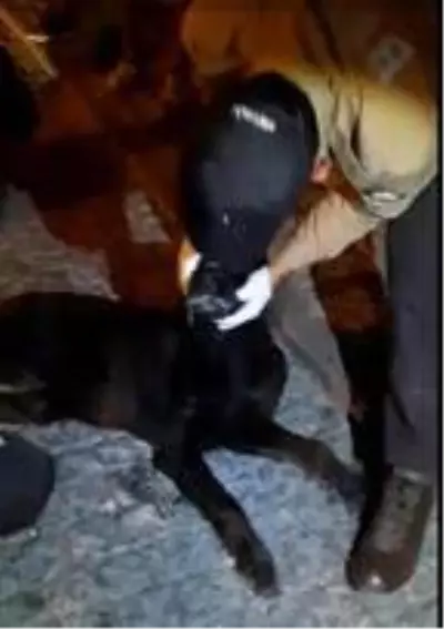 - Zehirlenen köpek için bekçiler seferber oldu - Zehirlenen köpek için bekçiler seferber oldu