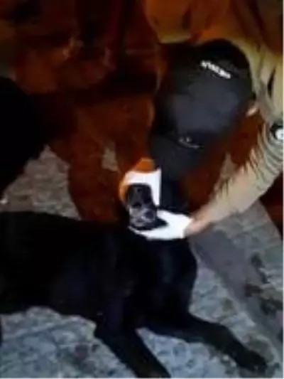 - Zehirlenen köpek için bekçiler seferber oldu - Zehirlenen köpek için bekçiler seferber oldu