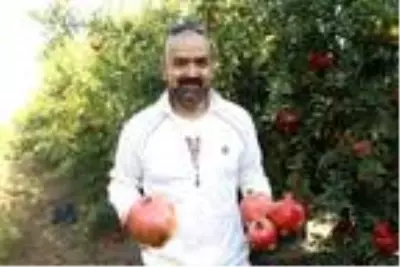 Antalyalı çiftçi Türkiye'nin en büyük narını üretti: 1 kilo 649 gram Antalyalı çiftçi Türkiye'nin en büyük narını üretti: 1 kilo 649 gram