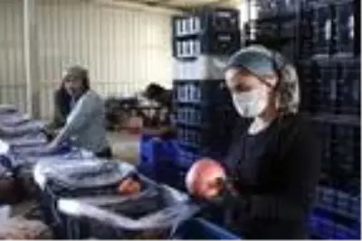 Antalyalı çiftçi Türkiye'nin en büyük narını üretti: 1 kilo 649 gram Antalyalı çiftçi Türkiye'nin en büyük narını üretti: 1 kilo 649 gram