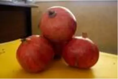 Antalyalı çiftçi Türkiye'nin en büyük narını üretti: 1 kilo 649 gram Antalyalı çiftçi Türkiye'nin en büyük narını üretti: 1 kilo 649 gram