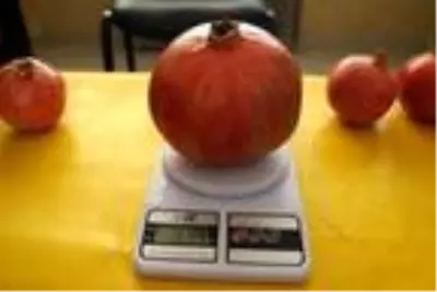 Antalyalı çiftçi Türkiye'nin en büyük narını üretti: 1 kilo 649 gram Antalyalı çiftçi Türkiye'nin en büyük narını üretti: 1 kilo 649 gram