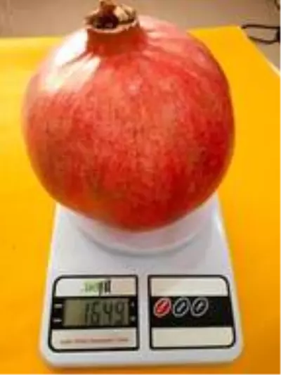 Antalyalı çiftçi Türkiye'nin en büyük narını üretti: 1 kilo 649 gram Antalyalı çiftçi Türkiye'nin en büyük narını üretti: 1 kilo 649 gram
