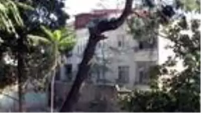 16 gündür ağaçta mahsur kalan kediyi itfaiye kurtardı 16 gündür ağaçta mahsur kalan kediyi itfaiye kurtardı