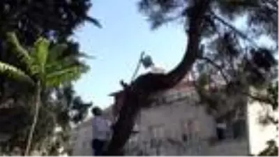 16 gündür ağaçta mahsur kalan kediyi itfaiye kurtardı 16 gündür ağaçta mahsur kalan kediyi itfaiye kurtardı