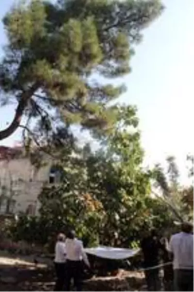 16 gündür ağaçta mahsur kalan kediyi itfaiye kurtardı 16 gündür ağaçta mahsur kalan kediyi itfaiye kurtardı