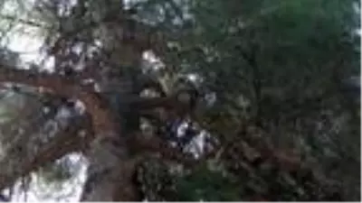 16 gündür ağaçta mahsur kalan kediyi itfaiye kurtardı 16 gündür ağaçta mahsur kalan kediyi itfaiye kurtardı