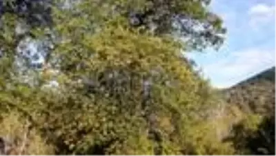 8 asırlık anıt ağaçlardan kestane hasadı 8 asırlık anıt ağaçlardan kestane hasadı