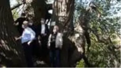 8 asırlık anıt ağaçlardan kestane hasadı 8 asırlık anıt ağaçlardan kestane hasadı