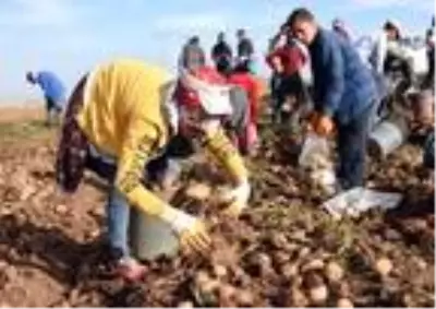 Patates sektöründen bu yıl 350 milyon TL gelir bekleniyor Patates sektöründen bu yıl 350 milyon TL gelir bekleniyor
