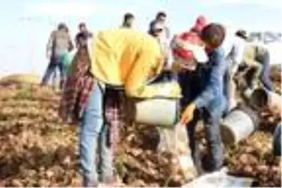Patates sektöründen bu yıl 350 milyon TL gelir bekleniyor Patates sektöründen bu yıl 350 milyon TL gelir bekleniyor