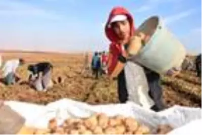 Patates sektöründen bu yıl 350 milyon TL gelir bekleniyor Patates sektöründen bu yıl 350 milyon TL gelir bekleniyor