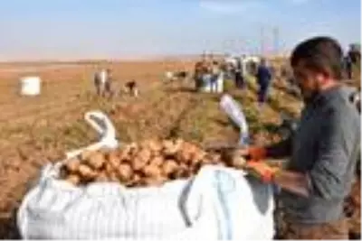 Patates sektöründen bu yıl 350 milyon TL gelir bekleniyor Patates sektöründen bu yıl 350 milyon TL gelir bekleniyor