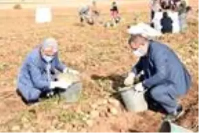 Patates sektöründen bu yıl 350 milyon TL gelir bekleniyor Patates sektöründen bu yıl 350 milyon TL gelir bekleniyor