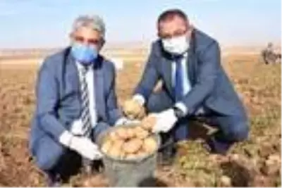 Patates sektöründen bu yıl 350 milyon TL gelir bekleniyor Patates sektöründen bu yıl 350 milyon TL gelir bekleniyor