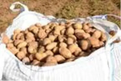 Patates sektöründen bu yıl 350 milyon TL gelir bekleniyor Patates sektöründen bu yıl 350 milyon TL gelir bekleniyor