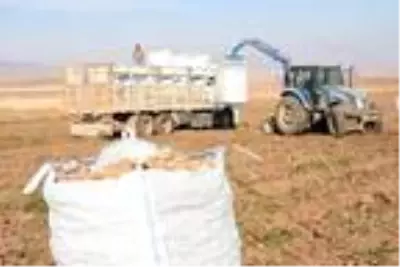 Patates sektöründen bu yıl 350 milyon TL gelir bekleniyor Patates sektöründen bu yıl 350 milyon TL gelir bekleniyor