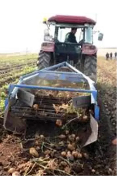 Patates sektöründen bu yıl 350 milyon TL gelir bekleniyor Patates sektöründen bu yıl 350 milyon TL gelir bekleniyor