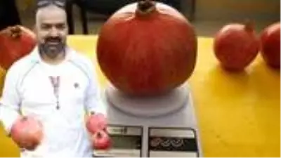 Antalyalı çiftçi Türkiye'nin en büyük narını üretti: 1 kilo 649 gram Antalyalı çiftçi Türkiye'nin en büyük narını üretti: 1 kilo 649 gram